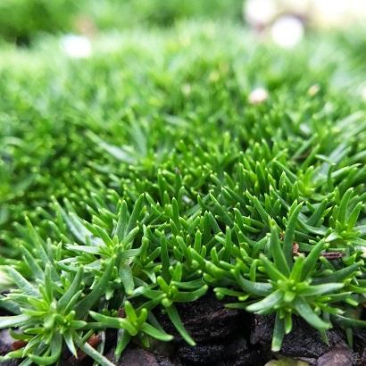 Мшанка шиловидная Green Moss (Грин Мосс) купить выгодно✵Сады-Эдема.рф–интернет магазин растений для сада